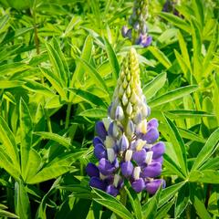Lupina 'Lupini Blue Shades' - Lupinus polyphyllus 'Lupini Blue Shades'