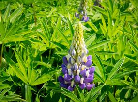 Lupina 'Lupini Blue Shades' - Lupinus polyphyllus 'Lupini Blue Shades'