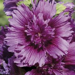 Topolovka růžová 'Spring Celebrities Purple' - Alcea rosea 'Spring Celebrities Purple'