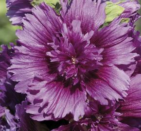 Topolovka růžová 'Spring Celebrities Purple' - Alcea rosea 'Spring Celebrities Purple'