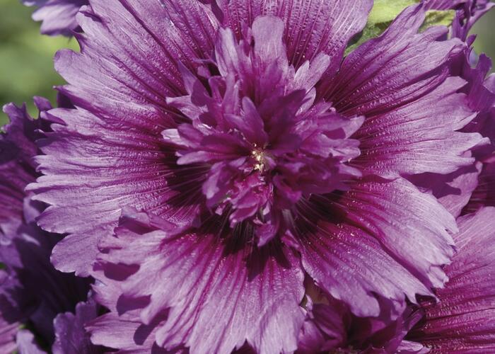Topolovka růžová 'Spring Celebrities Purple' - Alcea rosea 'Spring Celebrities Purple'