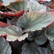 Begónie královská 'Rex Bealeaf Yukon Frost' - Begonia hybrida 'Rex Bealeaf Yukon Frost'