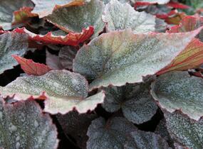 Begónie královská 'Rex Bealeaf Yukon Frost' - Begonia hybrida 'Rex Bealeaf Yukon Frost'