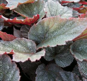 Begónie královská 'Rex Bealeaf Yukon Frost' - Begonia hybrida 'Rex Bealeaf Yukon Frost'