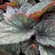 Begónie královská 'Rex Bealeaf Yukon Frost' - Begonia hybrida 'Rex Bealeaf Yukon Frost'