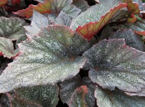 Begónie královská 'Rex Bealeaf Yukon Frost' - Begonia hybrida 'Rex Bealeaf Yukon Frost'