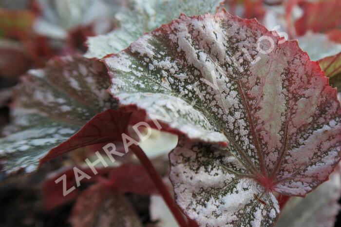 Begónie královská 'Rex Bealeaf Yukon Frost' - Begonia hybrida 'Rex Bealeaf Yukon Frost'
