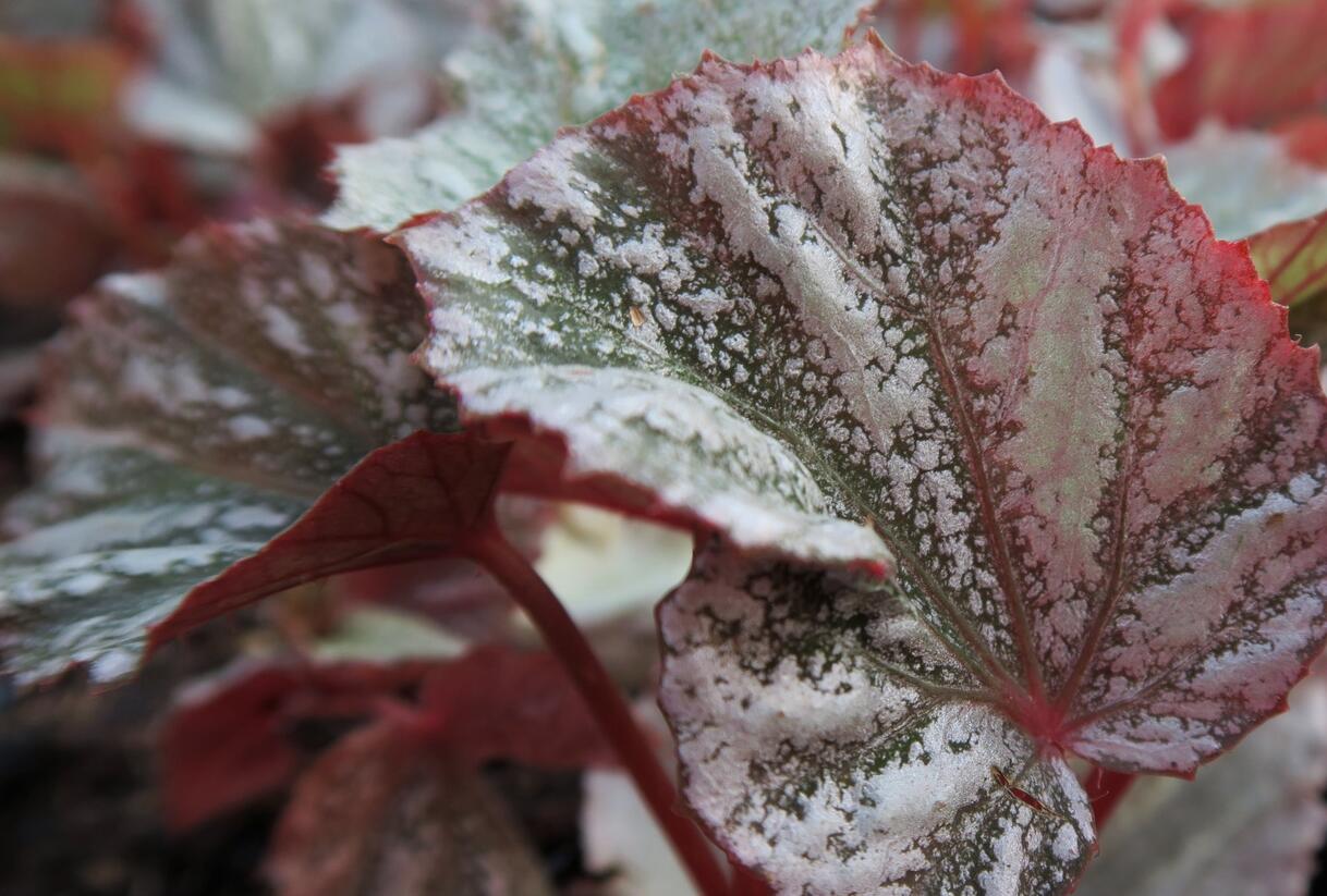 Begónie královská 'Rex Bealeaf Yukon Frost' - Begonia hybrida 'Rex Bealeaf Yukon Frost'