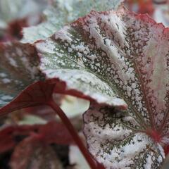 Begónie královská 'Rex Bealeaf Yukon Frost' - Begonia hybrida 'Rex Bealeaf Yukon Frost'