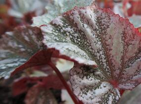 Begónie královská 'Rex Bealeaf Yukon Frost' - Begonia hybrida 'Rex Bealeaf Yukon Frost'