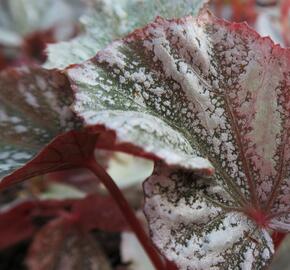 Begónie královská 'Rex Bealeaf Yukon Frost' - Begonia hybrida 'Rex Bealeaf Yukon Frost'