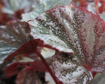 Begónie královská 'Rex Bealeaf Yukon Frost'