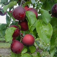 Myrobelán 'Aprikyra' - Prunus 'Aprikyra'