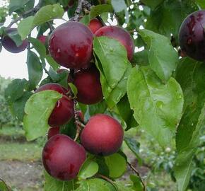 Myrobelán 'Aprikyra' - Prunus 'Aprikyra'