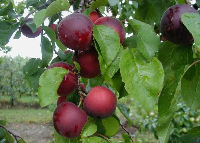 Myrobelán 'Aprikyra' - Prunus 'Aprikyra'