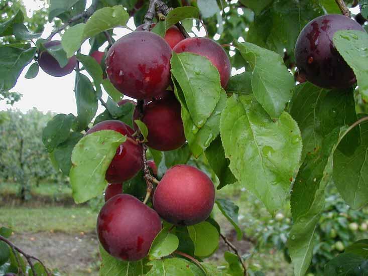 Meruňkotřešeň středně raná 'Aprikyra' - Prunus cerasifera 'Aprikyra'