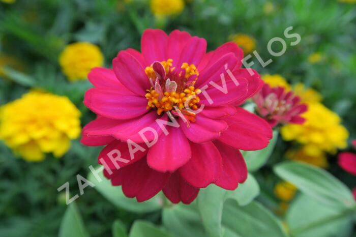 Ostálka hybrida 'Profusion Double Hot Cherry' - Zinnia hybrida 'Profusion Double Hot Cherry'