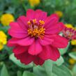 Ostálka hybrida 'Profusion Double Hot Cherry' - Zinnia hybrida 'Profusion Double Hot Cherry'