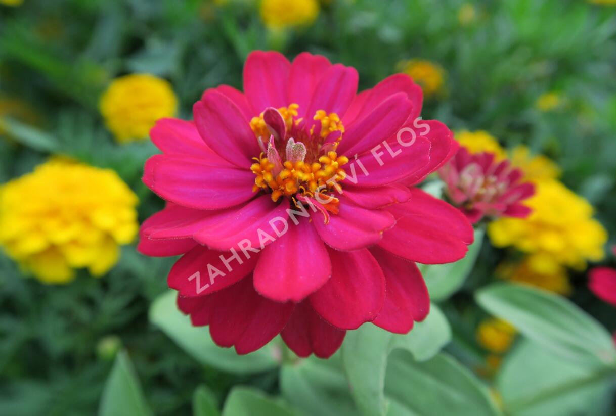 Ostálka hybrida 'Profusion Double Hot Cherry' - Zinnia hybrida 'Profusion Double Hot Cherry'