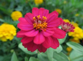Ostálka hybrida 'Profusion Double Hot Cherry' - Zinnia hybrida 'Profusion Double Hot Cherry'