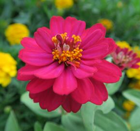 Ostálka hybrida 'Profusion Double Hot Cherry' - Zinnia hybrida 'Profusion Double Hot Cherry'