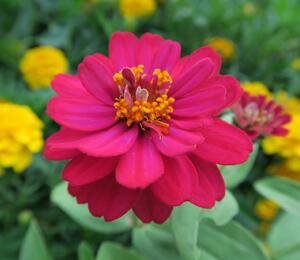 Ostálka 'Double Hot Cherry' - Zinnia profusion 'Double Hot Cherry'