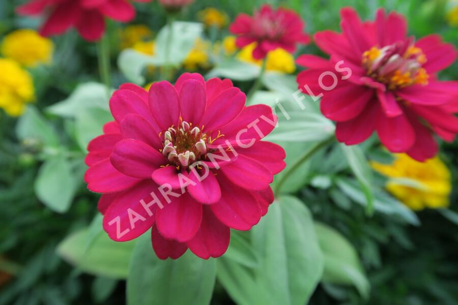 Ostálka hybrida 'Profusion Double Hot Cherry' - Zinnia hybrida 'Profusion Double Hot Cherry'