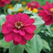 Ostálka hybrida 'Profusion Double Hot Cherry' - Zinnia hybrida 'Profusion Double Hot Cherry'