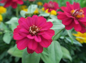Ostálka hybrida 'Profusion Double Hot Cherry' - Zinnia hybrida 'Profusion Double Hot Cherry'