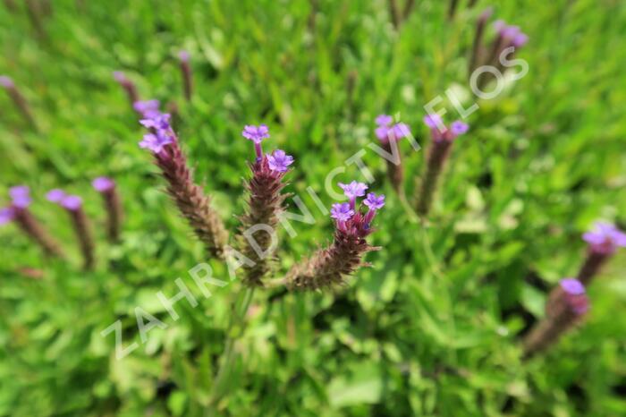 Verbena, sporýš tuhý 'Venosa' - Verbena rigida 'Venosa'