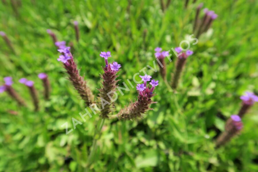 Verbena, sporýš tuhý 'Venosa' - Verbena rigida 'Venosa'