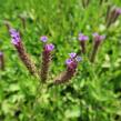 Verbena, sporýš tuhý 'Venosa' - Verbena rigida 'Venosa'