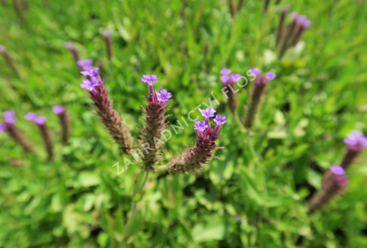 Sporýš tuhý 'Venosa' - Verbena rigida 'Venosa'