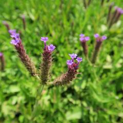 Verbena, sporýš tuhý 'Venosa' - Verbena rigida 'Venosa'