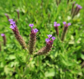 Verbena, sporýš tuhý 'Venosa' - Verbena rigida 'Venosa'