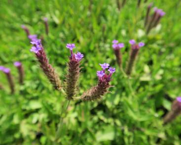 Sporýš tuhý 'Venosa'