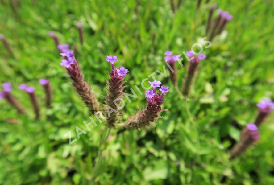 Sporýš tuhý 'Venosa' - Verbena rigida 'Venosa'