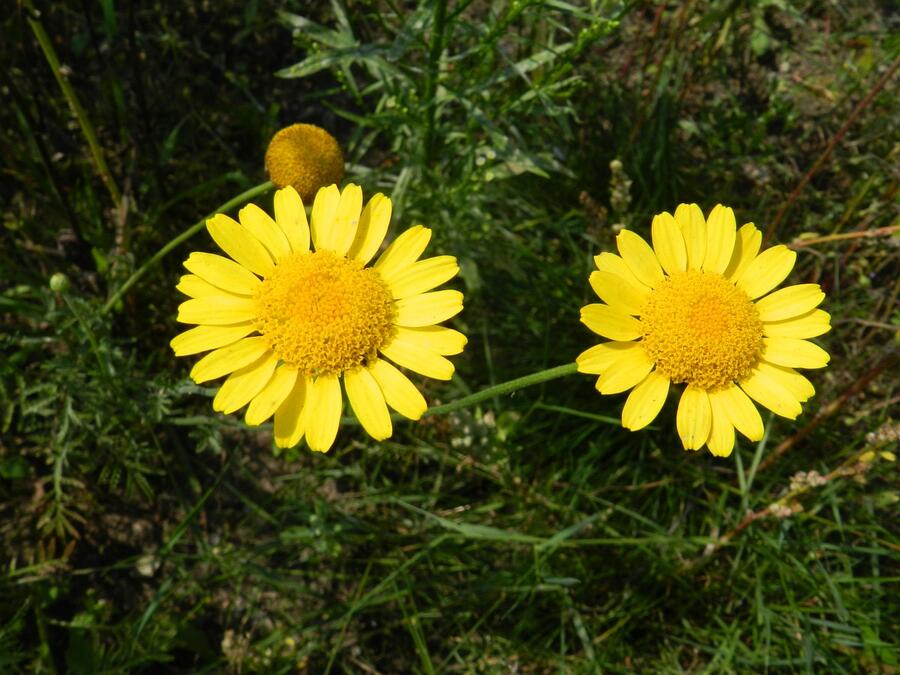 Rmen barvířský - Anthemis tinctoria