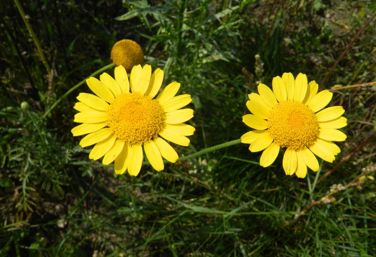 Rmen barvířský - Anthemis tinctoria