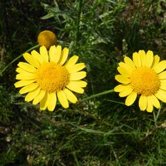 Rmen barvířský - Anthemis tinctoria