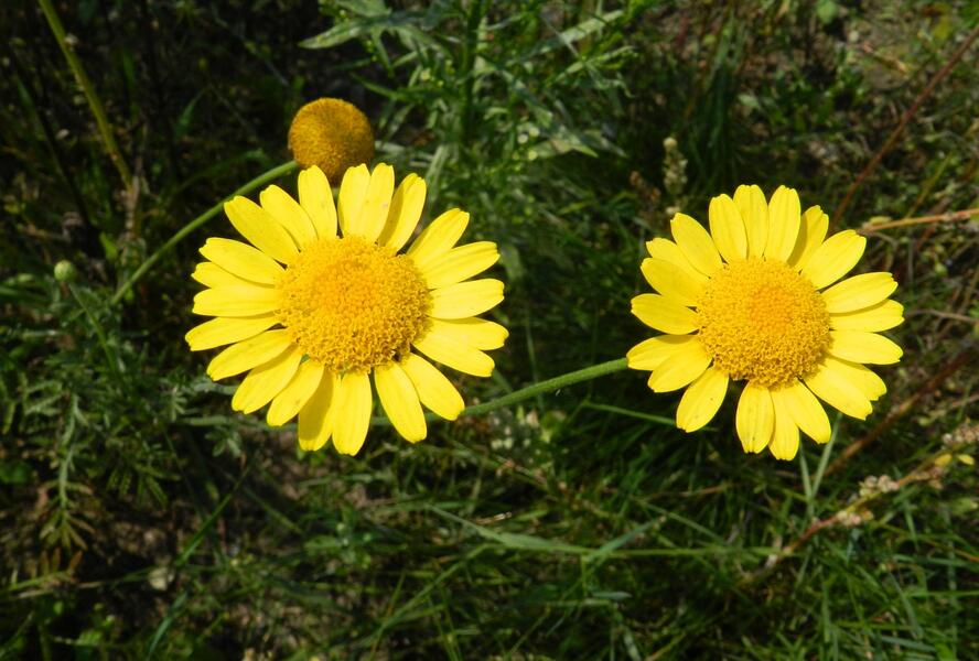 Rmen barvířský - Anthemis tinctoria