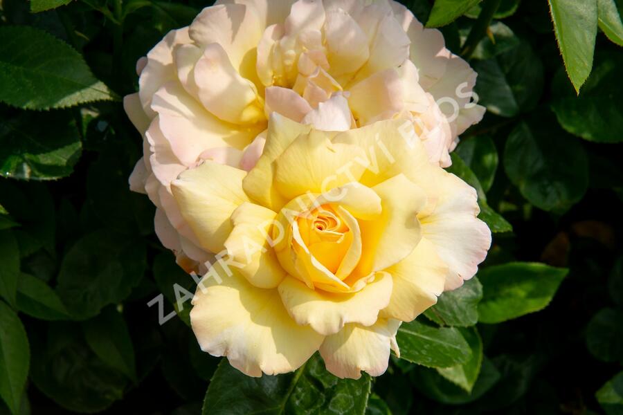 Růže velkokvětá Meilland 'Peace' - Rosa VK 'Peace'