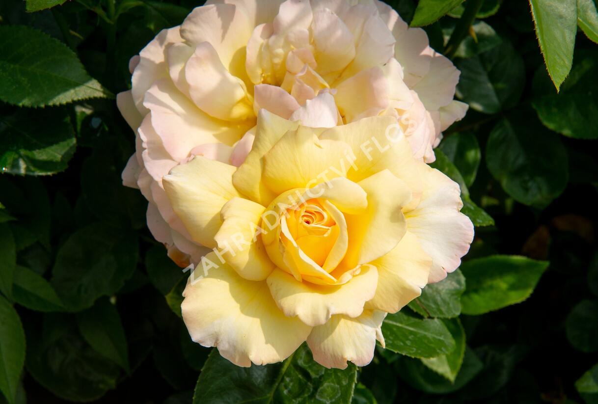 Růže velkokvětá Meilland 'Peace' - Rosa VK 'Peace'