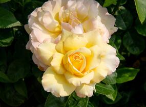 Růže velkokvětá Meilland 'Peace' - Rosa VK 'Peace'