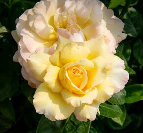 Růže velkokvětá Meilland 'Peace' - Rosa VK 'Peace'