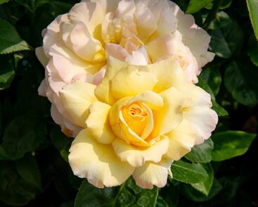 Růže velkokvětá Meilland 'Peace'