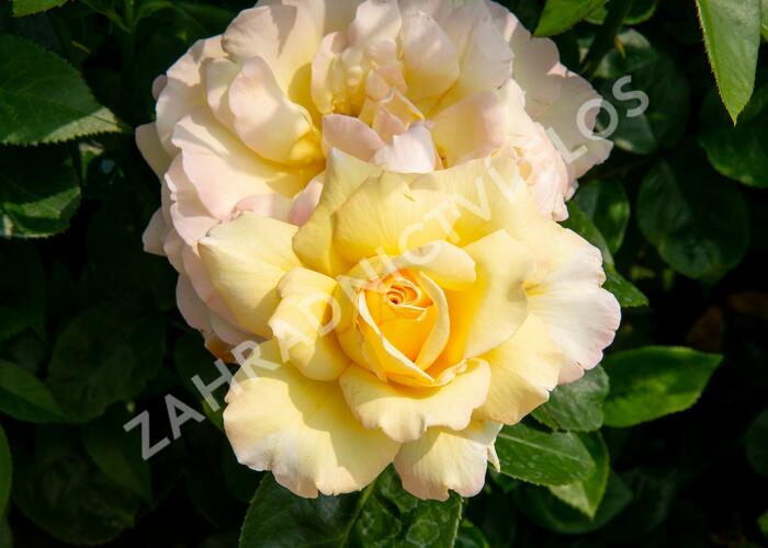 Růže velkokvětá 'Peace' - Rosa VK 'Peace'