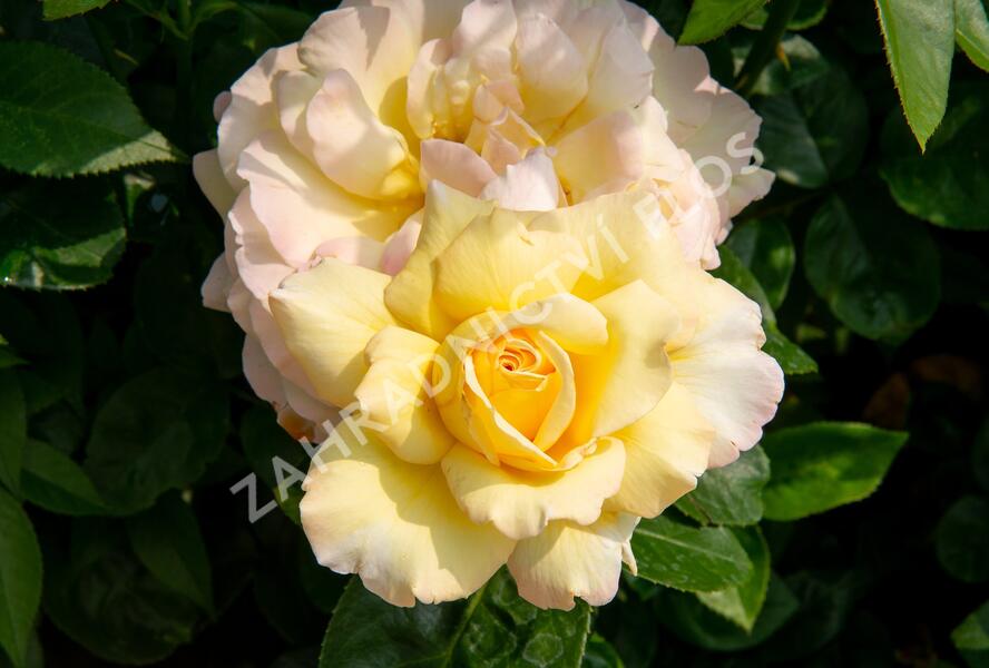 Růže velkokvětá Meilland 'Peace' - Rosa VK 'Peace'