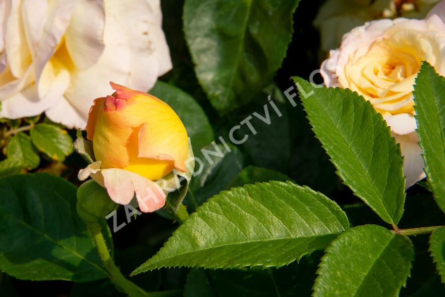 Růže velkokvětá Meilland 'Peace' - Rosa VK 'Peace'