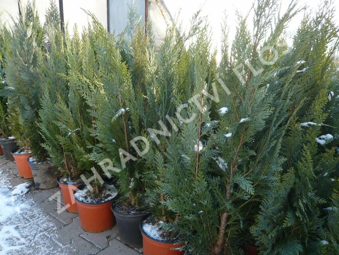 Cypřišek Lawsonův 'Alumii' - Chamaecyparis lawsoniana 'Alumii'